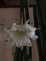 Trichocereus macrogonus