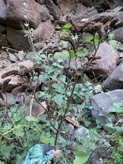 Phacelia lyonii
