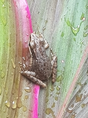 Chalcorana chalconota