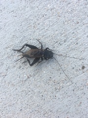 Gryllus texensis