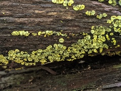 Chlorosplenium chlora