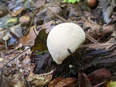 Lycoperdon molle