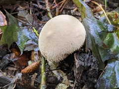 Lycoperdon molle
