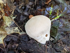 Lycoperdon molle