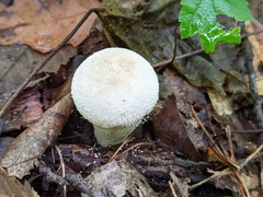 Lycoperdon molle