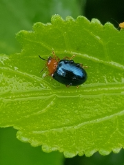 Coleoptera
