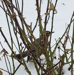 Turdus migratorius