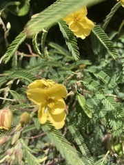 Chamaecrista maritima