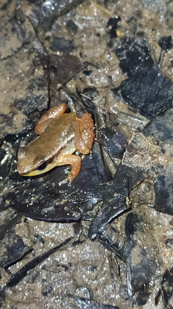 Guiana Rocket Frog