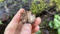 Tuber oregonense