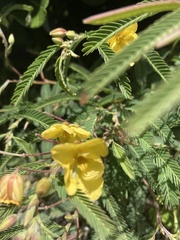 Chamaecrista maritima