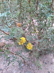 Prosopis strombulifera