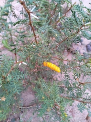 Prosopis strombulifera