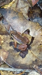 Anomaloglossus baeobatrachus