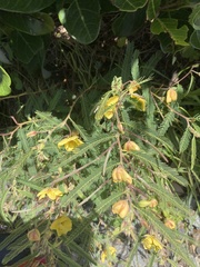 Chamaecrista maritima