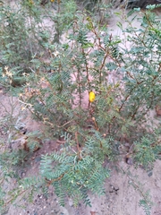 Prosopis strombulifera