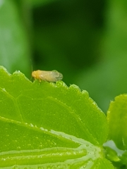 Heteropsylla