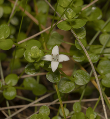 Oldenlandia salzmannii