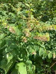 Phyllanthus mocinianus