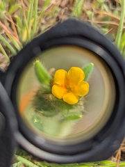 Amsinckia lycopsoides