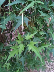 Clematis montevidensis