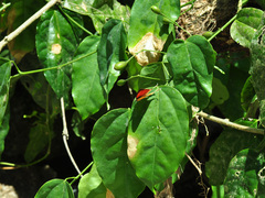 Erythropalum scandens