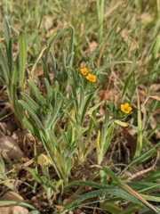 Amsinckia lycopsoides