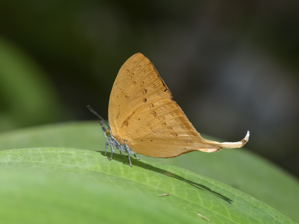 Malayan Yamfly