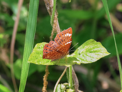 Zemeros flegyas albipunctatus