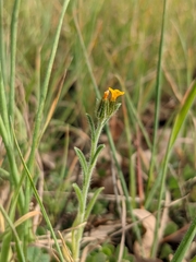 Amsinckia lycopsoides