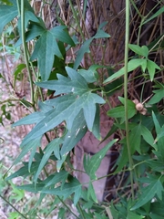 Clematis montevidensis