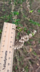 Cassinia denticulata