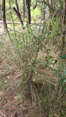 Cassinia denticulata