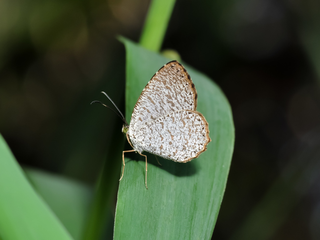 Allotinus portunus