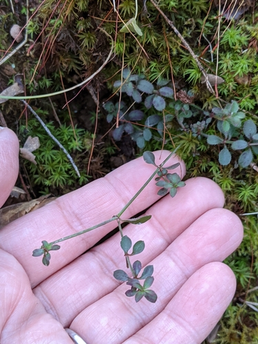Galium pilosum var. puncticulosum