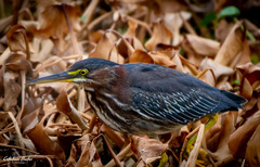 Butorides virescens image
