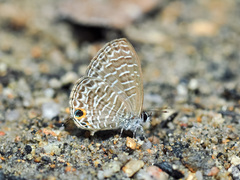 Prosotas aluta nanda