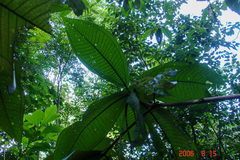 Miconia impetiolaris