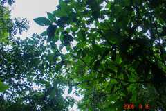 Miconia impetiolaris