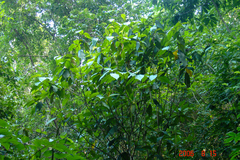 Miconia impetiolaris