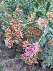 Tessaria absinthioides