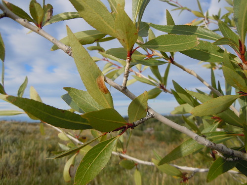 narrowleaf cottonwood (Populus angustifolia)