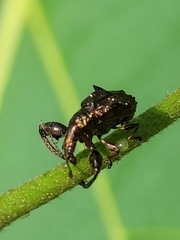 Euscelus inaequalis