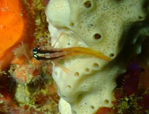 Yellowblack triplefin (Forsterygion flavonigrum) — Tripterygiidae — 2