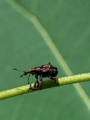 Euscelus inaequalis