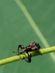 Euscelus inaequalis