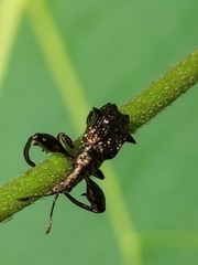 Euscelus inaequalis