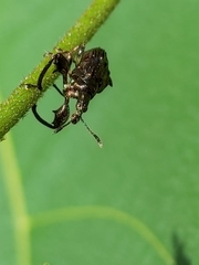 Euscelus inaequalis