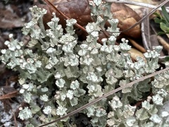 Cladonia rappii