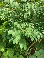 Phyllanthus mocinianus